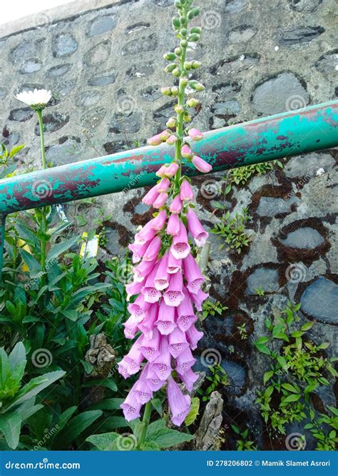 Closeup View of Digitalis Purpurea, the Foxglove or Common Foxglove, a Poisonous Species of ...