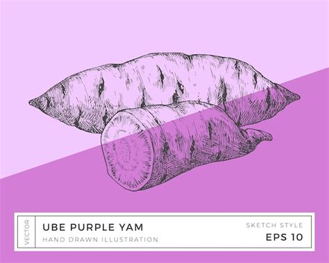 Hand drawn vector purple yam ube vegetable root illustration vegan ...
