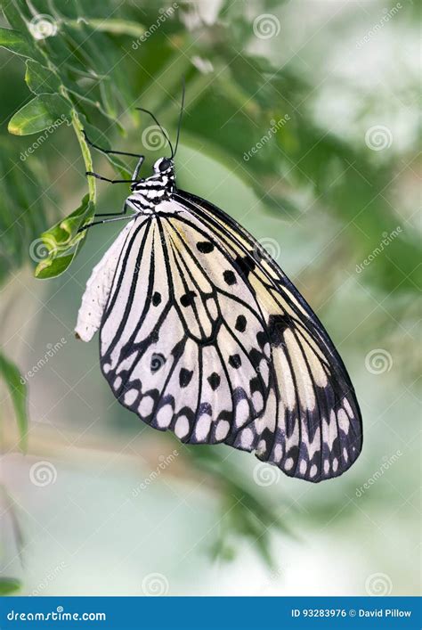 Butterfly Phylum: Arthropoda Order: Lepidoptera; Linnaeus, 1758. Kingdom: Animalia Butterflies ...