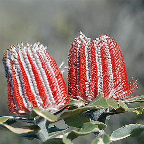 List Of Extinct Plants