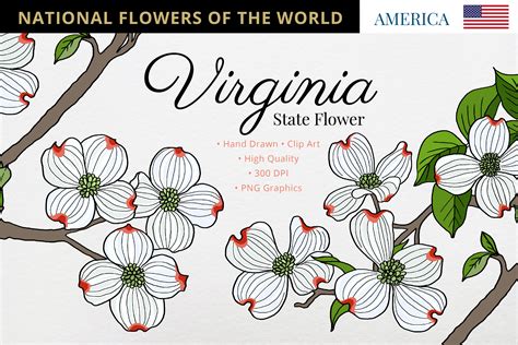 Virginia State Flower Graphic by Hanatist Studio · Creative Fabrica