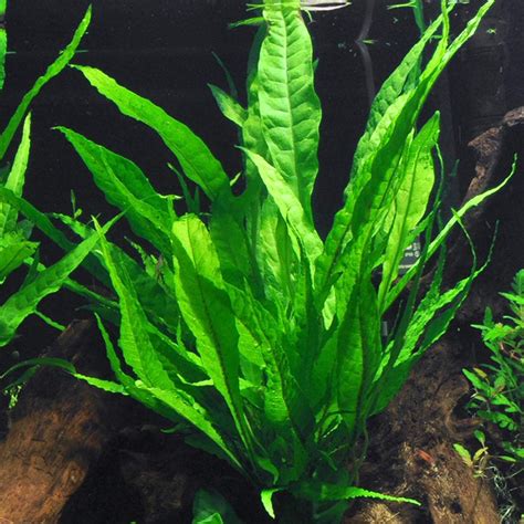 Java Fern Small Leaves at Tip 的图像结果