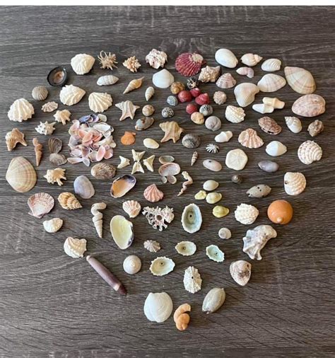 Image result for Shell Fossils Identification