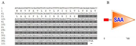 The Acute-Phase Serum Amyloid A Promotes Cytokines Production in Oyster ...