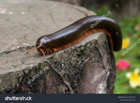 Millipedes Included Phylum Arthropoda Animals Jointed Stock Photo 2214522875 | Shutterstock