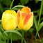 Image result for Flowers That Look Like Rabbits
