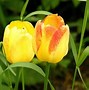 Image result for Flowers That Look Like Bunnies