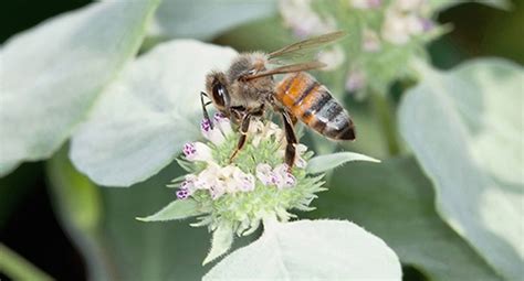 Four Nutrients in Flower Pollens Improve Honey Bee Gut Health