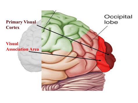 Image result for Brain Exploding Vector