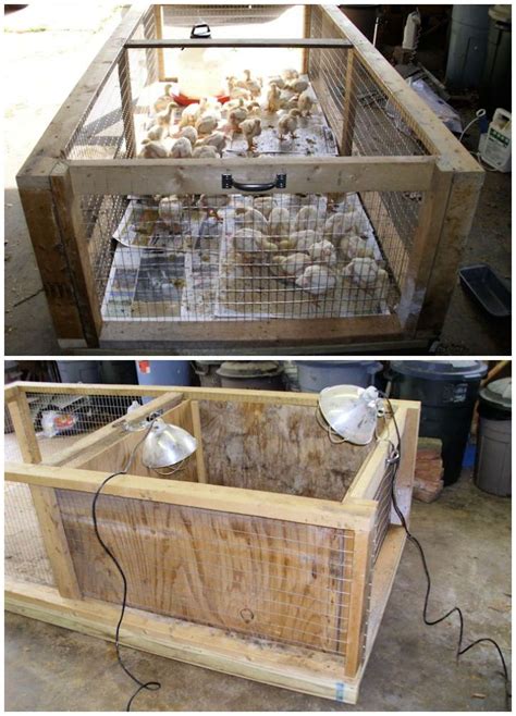 Chicken Brooder Ideas 的图像结果