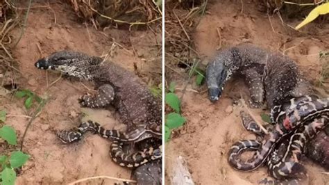 Image result for Python vs Komodo Dragon Video