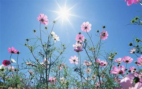 Image result for Spring Time Starts