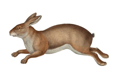 How Fast Can Rabbits Run