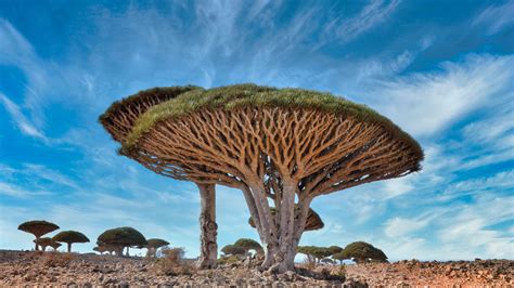 dragon tree – dragon tree plant – KFSWCU