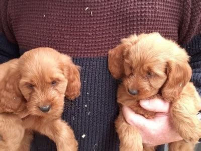 Image result for Cockapoo for Sale Cork