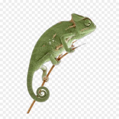 Worms Transparent Image Copy - Pngsource