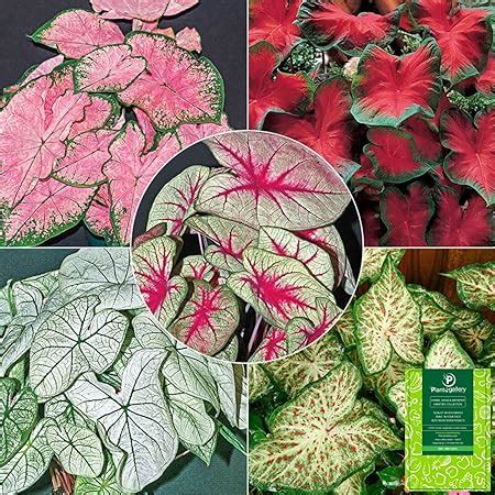 Ritz Farming Caladium flower bulbs Scarlet FlameLeafy Plant Hybrid ...