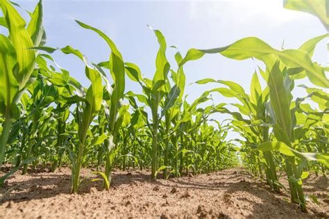 Milho verde crescendo no campo. Plantas De Milho Verde. | Foto Premium