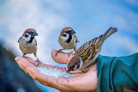 Myth or Fact: Rice is Bad for Birds | PawTracks