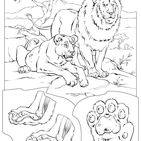 Lioness Coloring Page