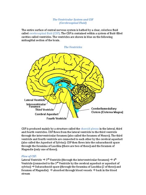 CSF Ventricular System 的图像结果