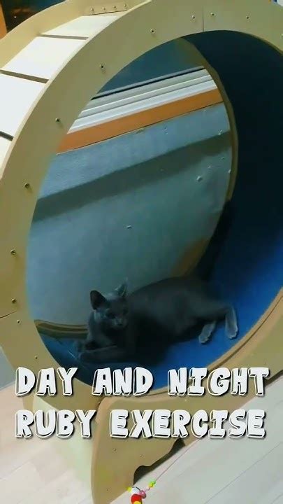 Image result for Ruby Day Exercise