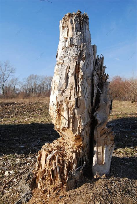 Image result for Tree Rot Slices