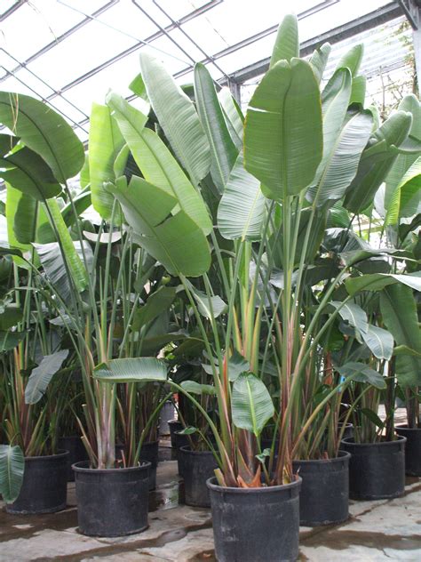 Strelizia Alba | Tropical garden design, Tropical landscaping, Plants