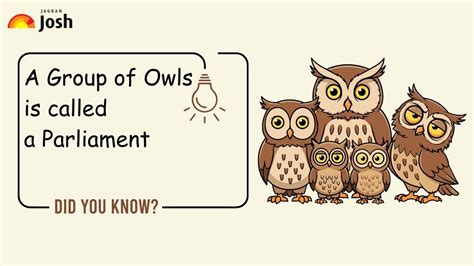 What is a Group of Owls Called?