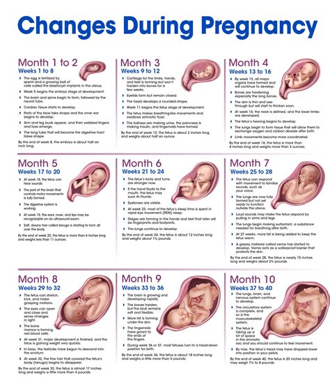 Body Changes During Pregnancy Breastfeeding Tips AnneeMatthew