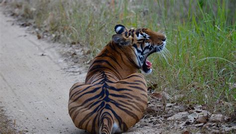 PENCH TIGER RESERVE (2026) All You Need to Know BEFORE You Go (with ...