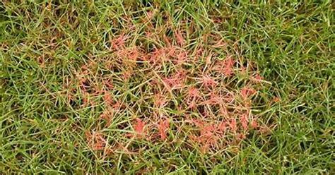 Image result for Red Thread Fungus Control
