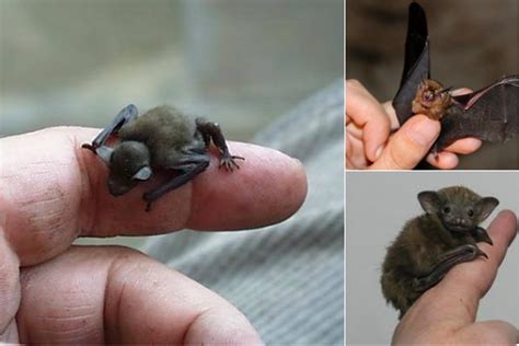 T.O.M. Tweets | Digital | Campaign India