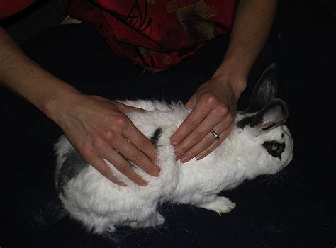 Massage Using Rabbit Fur 的图像结果