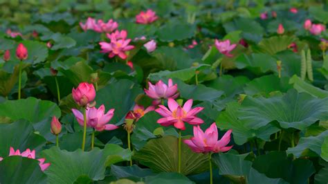 Current Bing Wallpaper 的图像结果