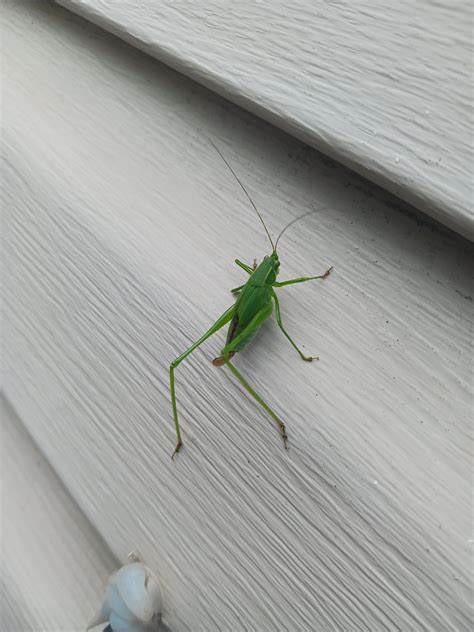 Grasshopper or Katydid? : r/bugidentification