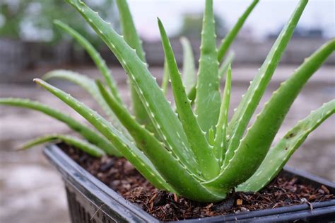 Aloe Plant 的图像结果