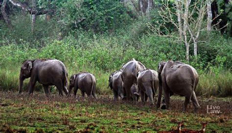 Elephant Corridor: Supreme Court Allows Transfer Of Nilgiris District ...