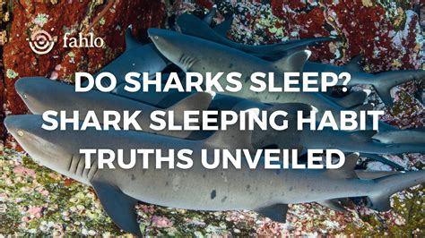 Do Sharks Sleep? Shark Sleeping Habits Truth Unveiled | Fahlo