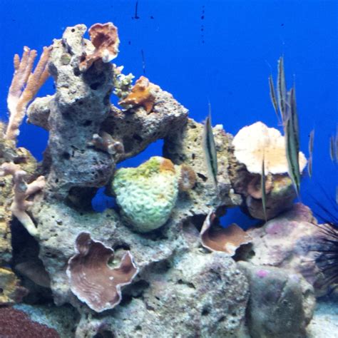 Aquarium des Lagons Nouvelle Caledonie (Noumea) - All You Need to Know ...