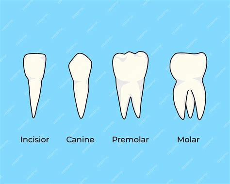 Premium Vector | Types of human teeth vector illustration