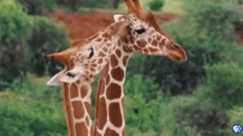 Image result for Giraffe Poop Facts