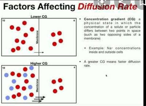 What is diffusion ? what are the factors affecting it? Class 9 ...