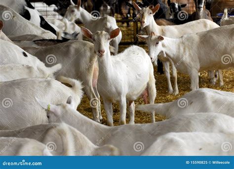 Dairy Goat Farming 的图像结果