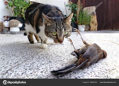 Image result for Hawk Catching Cat
