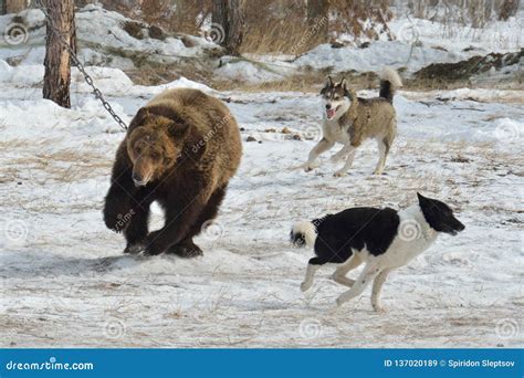 Training Dog To Hunt Bear. Yakutia, Russia. Editorial Stock Image ...