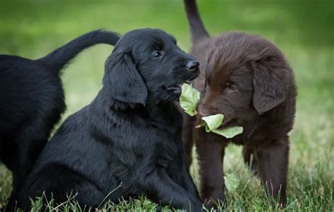 Wallpaper dogs, grass, puppies, leaves, The flat-coated Retriever, Flat ...