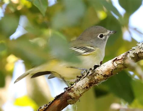Burnt Bridge Creek Greenway Trail - Vancouver Audubon