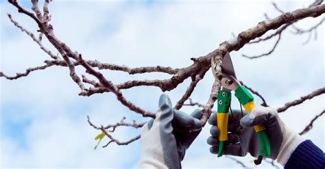 How to properly prune trees in winter - what not to do