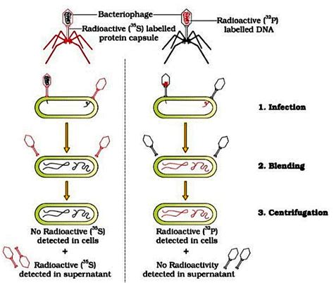 Mindmap: Molecular basis of Inheritance - Notes | Study Biology Class ...